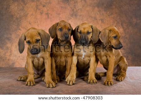 rhodesian ridgeback puppy. 4 Cute Rhodesian Ridgeback