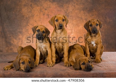 Rhodesian Ridgeback Puppies on Stock Photo   5 Cute Rhodesian Ridgeback Puppies On Brown Background