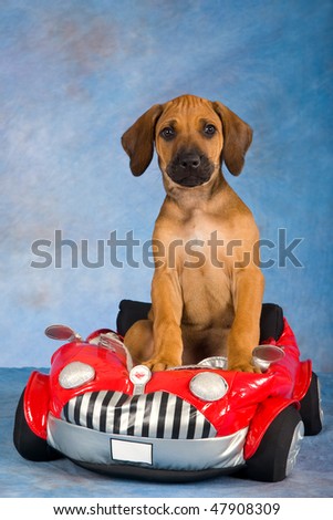 Funny Images Of Puppies. stock photo : Funny Rhodesian