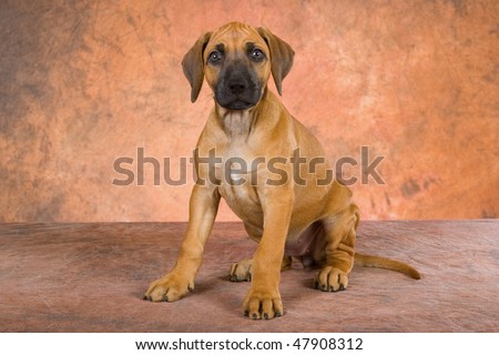 rhodesian ridgeback puppy. Rhodesian Ridgeback puppy