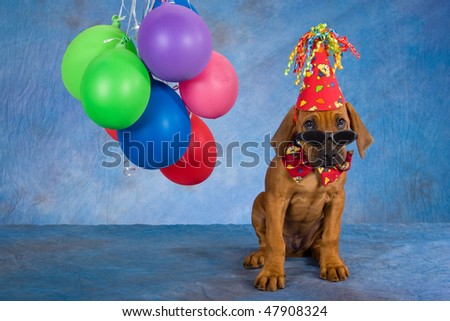 Cute Rhodesian Ridgeback puppy with party balloons, hat and dark sunglasses