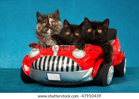 3 Cute Exotic kittens in red toy car on blue background