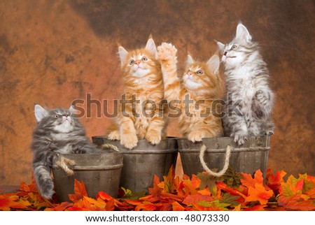 4 Cute Maine Coons kittens in wood barrels and Fall leaves