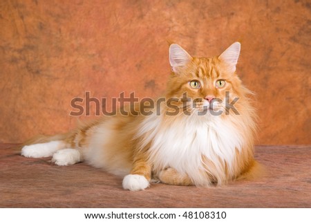 Show champion Red Maine Coon on brown mottled background