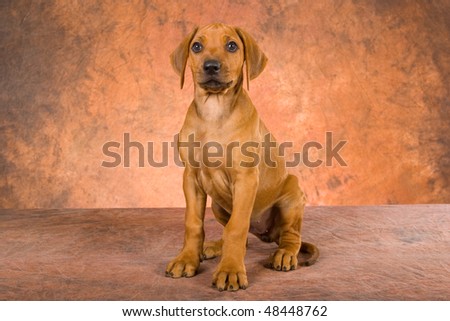 rhodesian ridgeback puppy. Rhodesian Ridgeback puppy