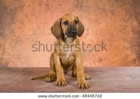 african lion dog. african lion dog. african lion