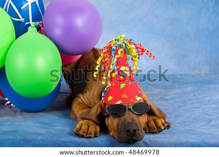 Tired party Rhodesian Ridgeback puppy with balloons and sunglasses