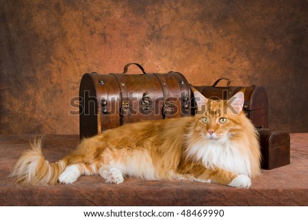 Show champion Red Maine Coon with luggage chests