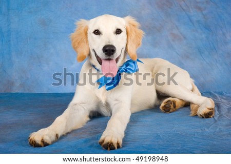 golden retriever dog. hair Golden Retriever Puppy