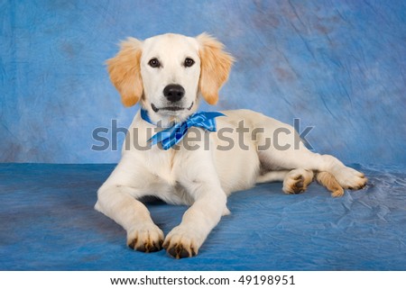 cute golden retriever puppy wallpapers. hot Cute Golden Retriever