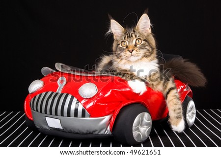 Maine Coon kitten sitting inside miniature red toy car on black background