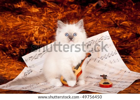 Ragdoll kitten with miniature guitars and music sheets