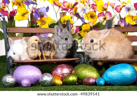 Easter bunnies and chicks with colorful easter eggs on fake lawn with fake flowers