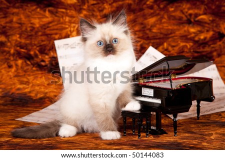 Ragdoll kitten with miniature grand piano and music sheets