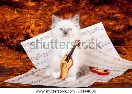 Ragdoll kitten with miniature harp and music sheets