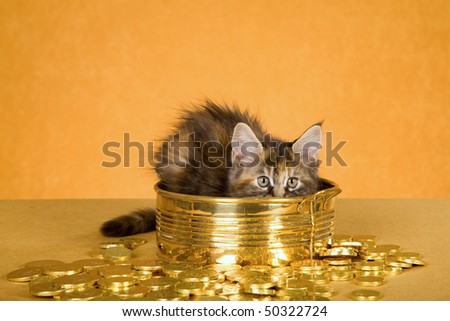 Maine Coon kitten hiding in brass bowl with fake gold coins