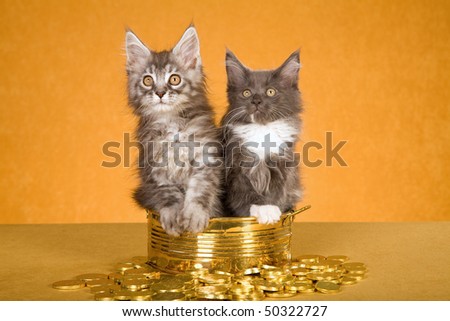 2 Maine Coon kittens sitting in brass bowl with fake gold coins
