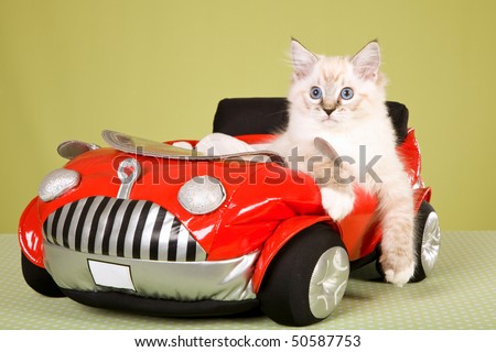 Ragdoll kitten in red toy car, on green background