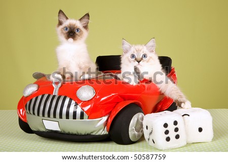 Ragdoll kittens in red toy car, on green background