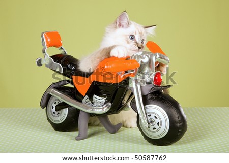 Ragdoll kitten on orange toy bike, on green background