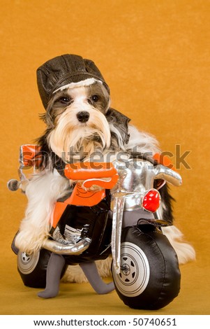 Cute Biewer puppy on toy motorbike with leather outfit