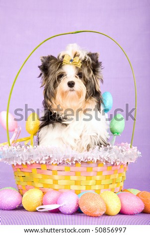 Pretty Biewer puppy in Easter basket with Easter eggs on lilac background