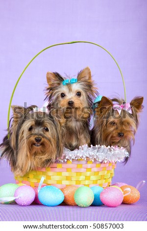 pics of yorkies puppies. Yorkie puppies for - Images