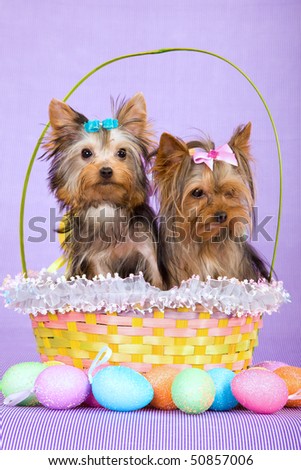 pics of yorkies puppies. Yorkie puppies in Easter