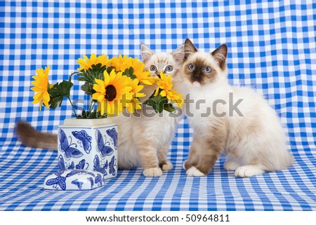 2 Ragdoll kittens with sunflowers in blue vases on blue check background