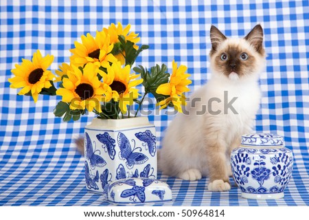 Cute Ragdoll kitten with sunflowers in blue vases on blue check background
