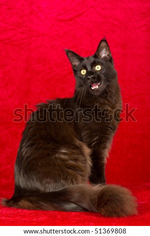 Black Maine Coon