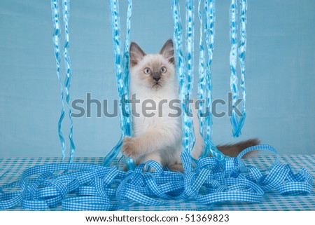 Ragdoll cat walking through blue ribbons