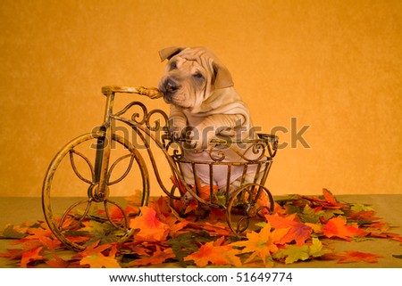 Cute Sharpei puppy sitting inside mini tricycle with autumn fall leaves