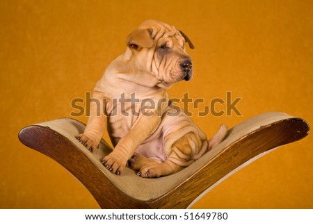 Cute Sharpei puppy sitting on rocking foot stool on gold background