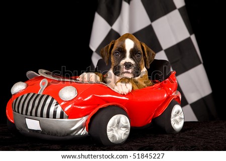 Brindle Boxer puppy in red toy car on black background