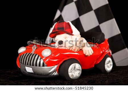 Sleeping white Boxer puppy in red toy car on black background