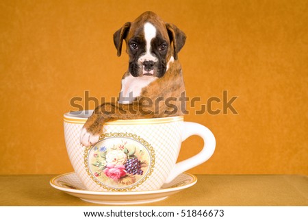 coffee puppy