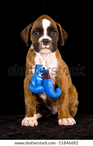 boxer dog wallpaper. puppy dog wallpaper. Boxer Dog