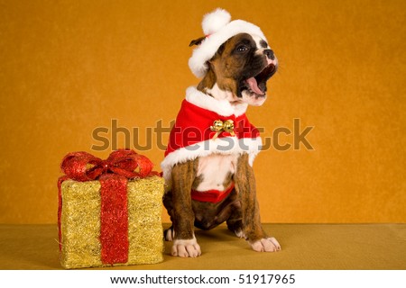 brindle boxer dog. stock photo : Brindle Boxer