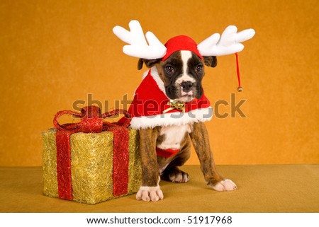 brindle boxer dog. stock photo : Brindle Boxer