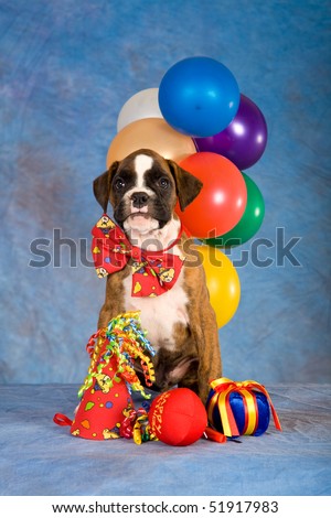 brindle boxer dog. stock photo : Brindle Boxer