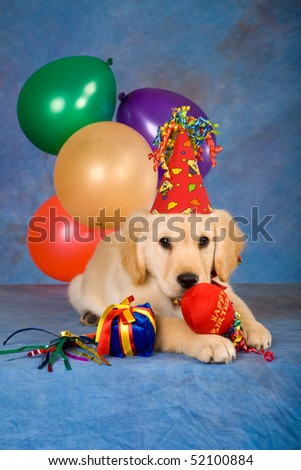 Golden Retriever puppy with party balloons, hat and toys on blue background