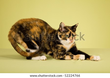 Calico cat clawing on green background