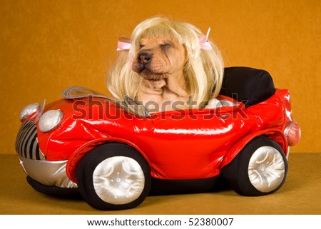 Cute Sharpei puppy wearing blonde wig sitting in red toy car