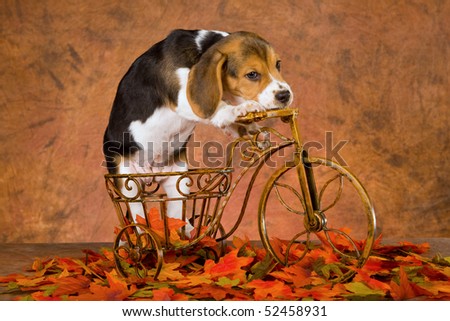 Cute Beagle puppy on miniature bicycle with fall autumn leaves