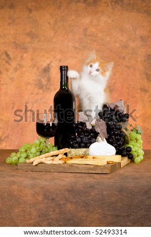 Norwegian Forest Cat kitten with wine, cheese, biscuits, grapes on brown mottled background