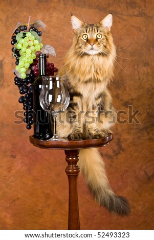 Maine Coon cat with wine, glass and grapes on brown mottled background