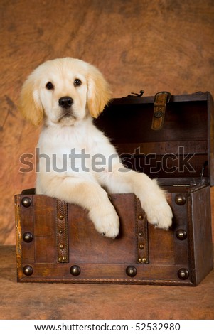 cute golden retriever puppies pictures. stock photo : Cute Golden