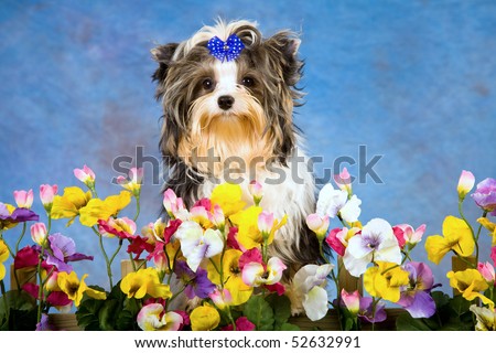 Pretty Biewer puppy sitting behind hedge of pansies, on blue mottled background