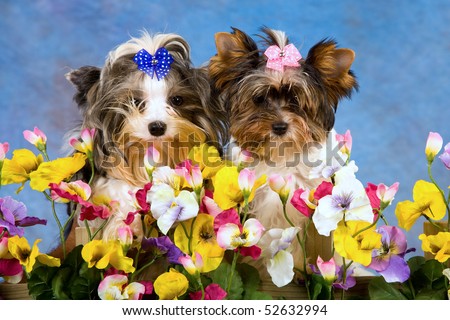 Pretty Biewer puppies sitting behind hedge of pansies, on blue mottled background